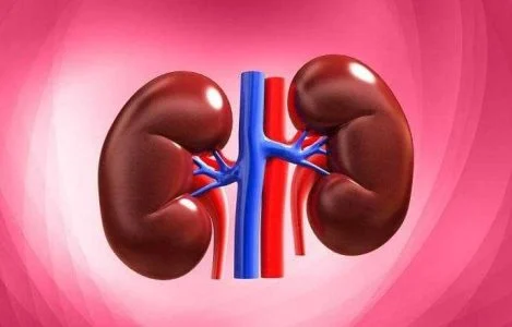 قهوه گانودرما برای سنگ کلیه
