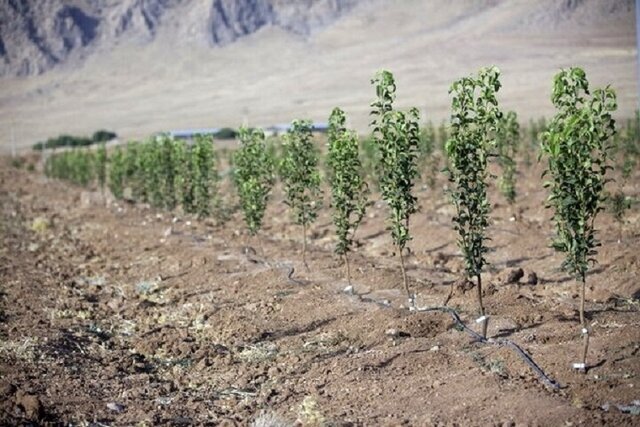 نهالستانی که با طرح مردمی پس از ۱۰ سال احیاء شد