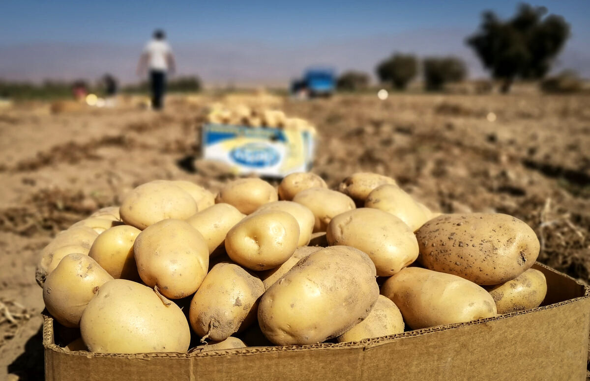 قیمت سیبزمینی نجومی شد/ هر کیلو سیبزمینی ۶۰ هزار تومان