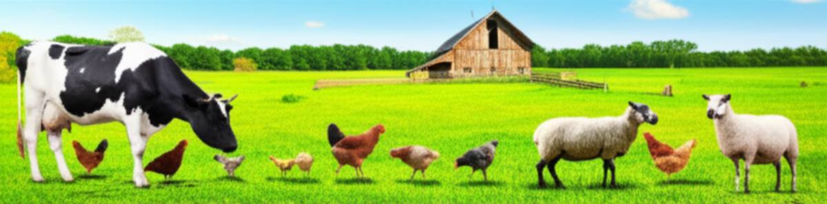 خلاصه کتاب سلام دنیا: در مزرعه اثر جیل مک دونالد | راهنما